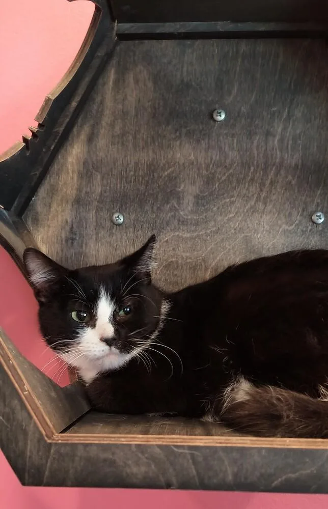 Teenie Bop thumbnail 2