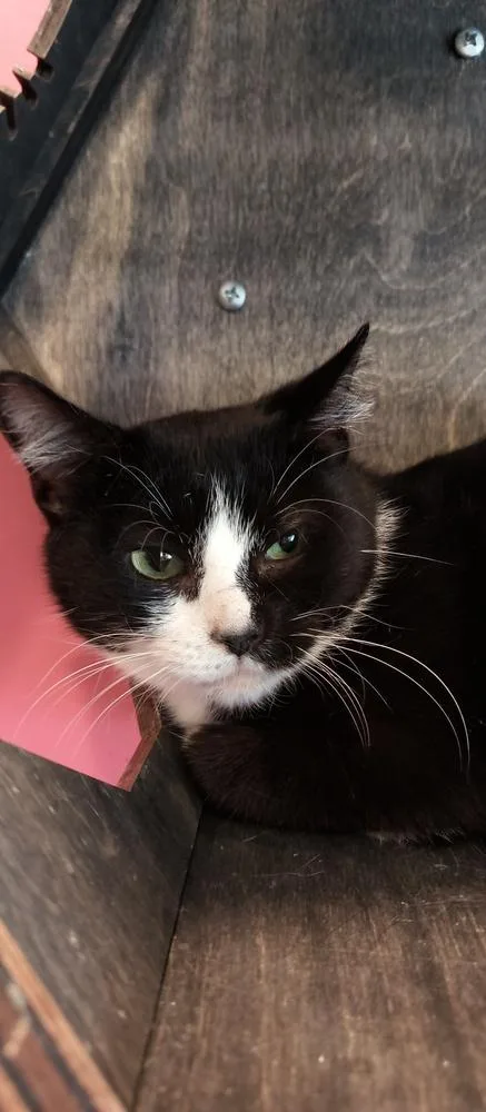 Teenie Bop thumbnail 3