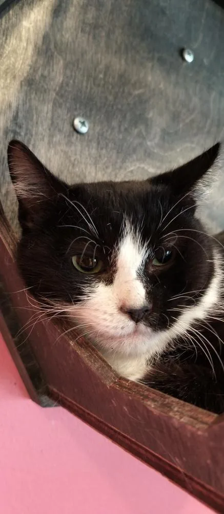 Teenie Bop thumbnail 5