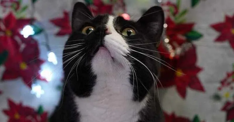 Teenie Bop thumbnail 6