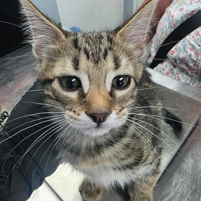 A baby small-sized female Brown / Chocolate Domestic Short Hair cat named Purrito for adoption in Duncan, OK