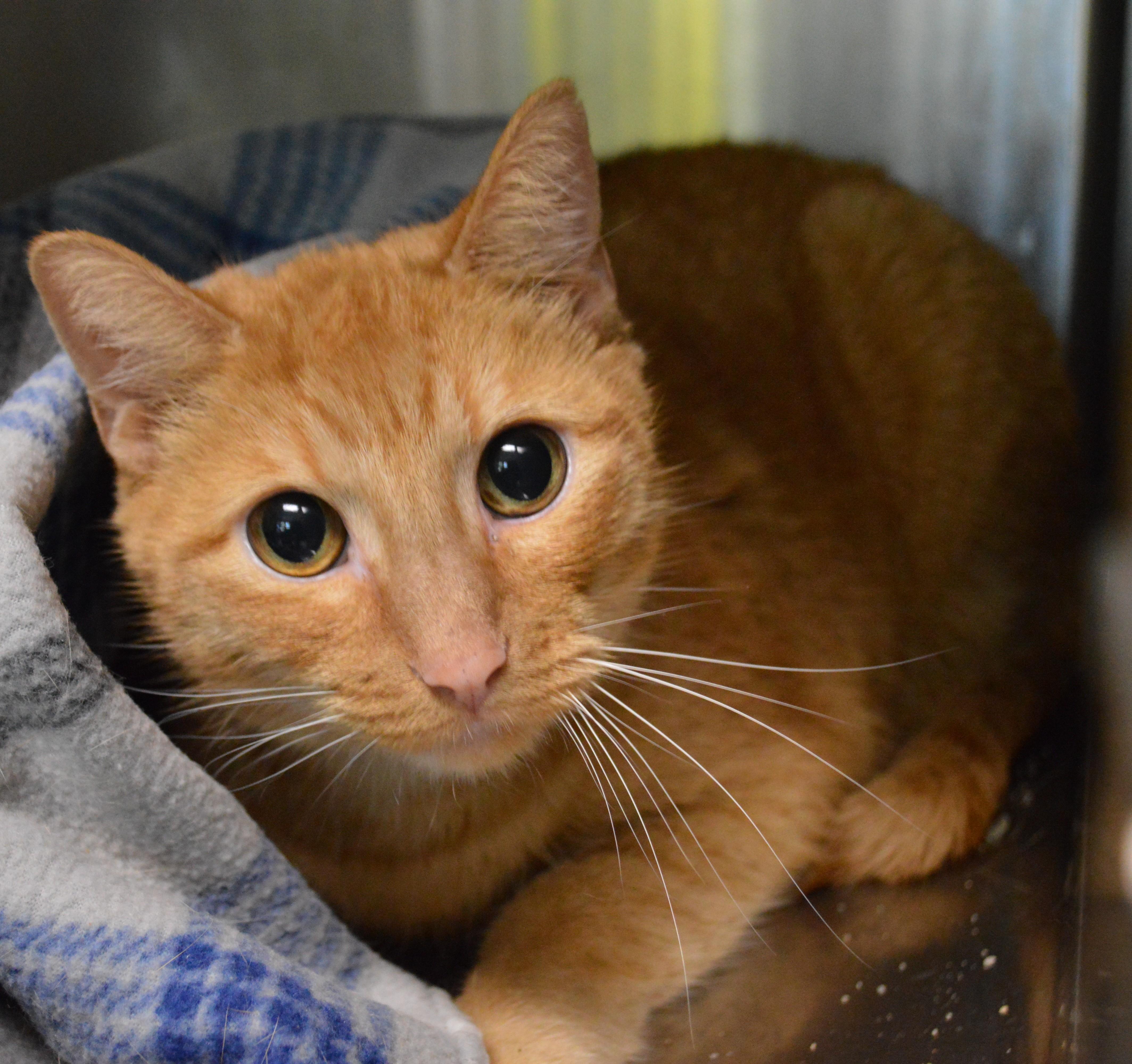 An adult medium-sized male Domestic Short Hair cat named Warren G Pantz for adoption in House Springs, MO