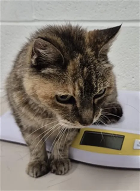 An adult medium-sized female Domestic Short Hair cat named Trinity for adoption in Saint Peters, MO