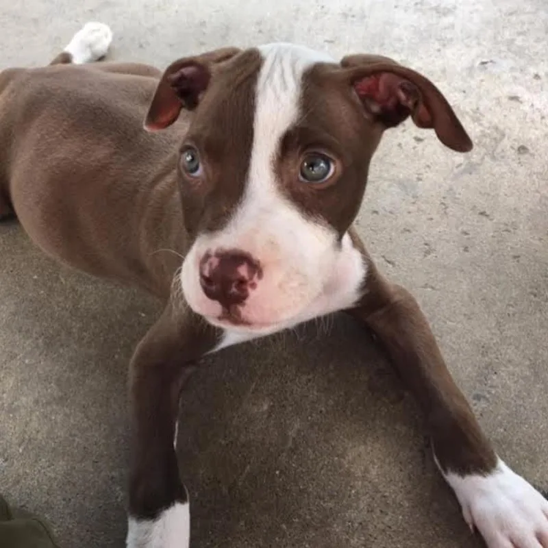 A senior medium-sized male Brown / Chocolate Pit Bull Terrier dog named Arthur Canine Doyle for adoption in Austin, TX