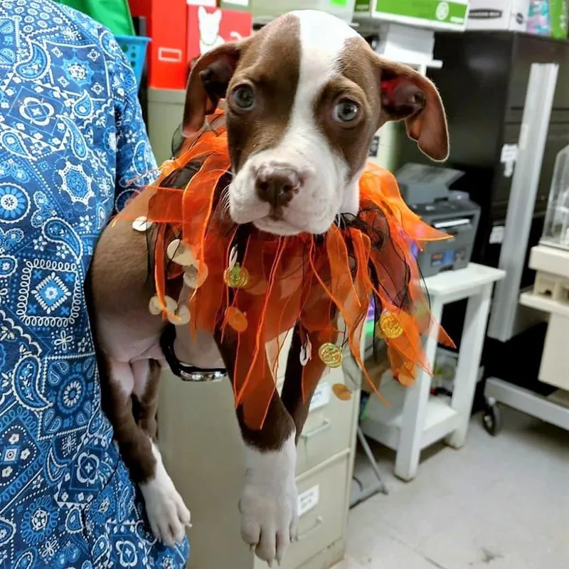 Arthur Canine Doyle thumbnail 2