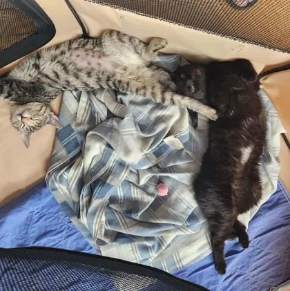 A baby small-sized female Tabby (Gray / Blue / Silver) Domestic Short Hair cat named Gracie for adoption in New York, NY