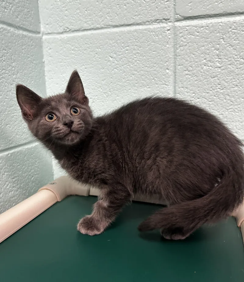 An adult small-sized male Domestic Short Hair cat named Mr.pibb for adoption in Spruce Pine, NC