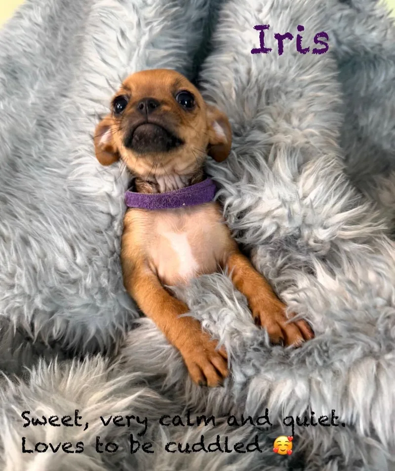 Female Pugmin Pin Pups