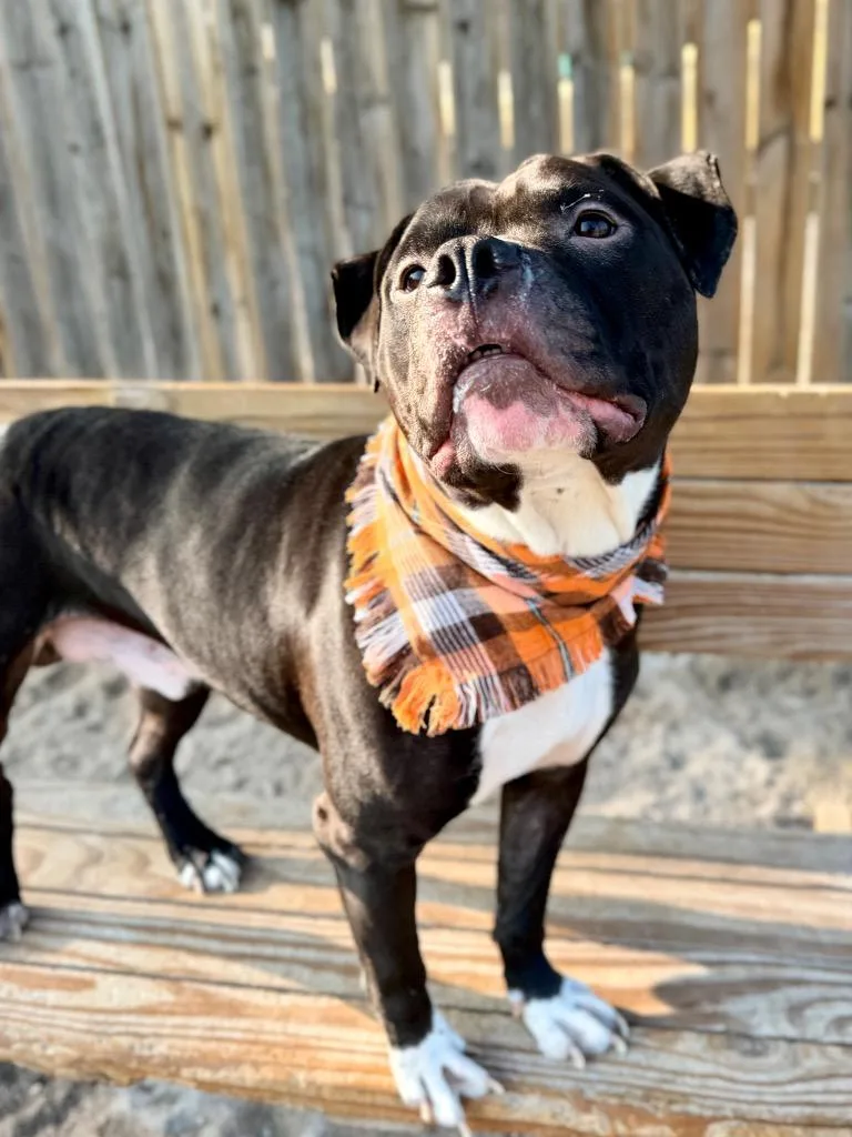An adult medium-sized male Mixed Breed dog named Bruno for adoption in Muskegon, MI