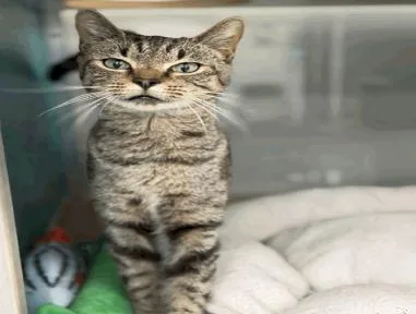 An adult large-sized female Domestic Short Hair cat named Buttercup for adoption in Largo, FL