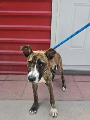 A young small-sized female Pit Bull Terrier dog named Bacon for adoption in El Paso, TX