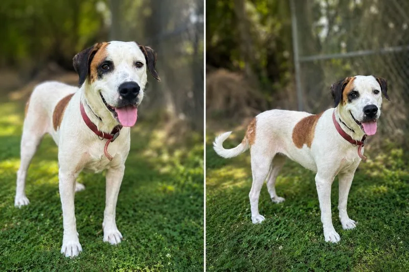 An adult medium-sized female Pit Bull Terrier dog named Mina for adoption in Russellville, KY