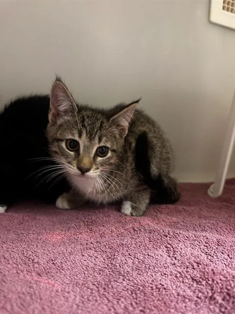 A baby small-sized female Domestic Short Hair cat named Agnes for adoption in Statesville, NC
