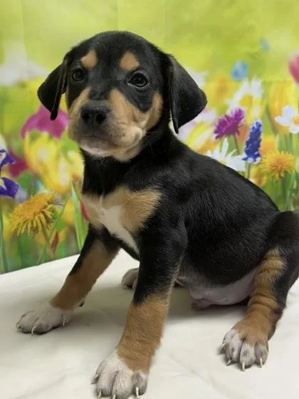A young small-sized male Terrier dog named Garrett for adoption in San Antonio, TX