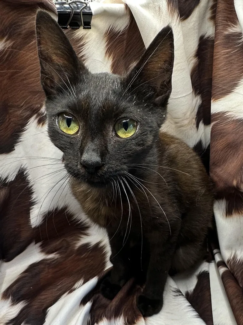 A baby small-sized male Black Domestic Short Hair cat named Pacena for adoption in San Diego, CA