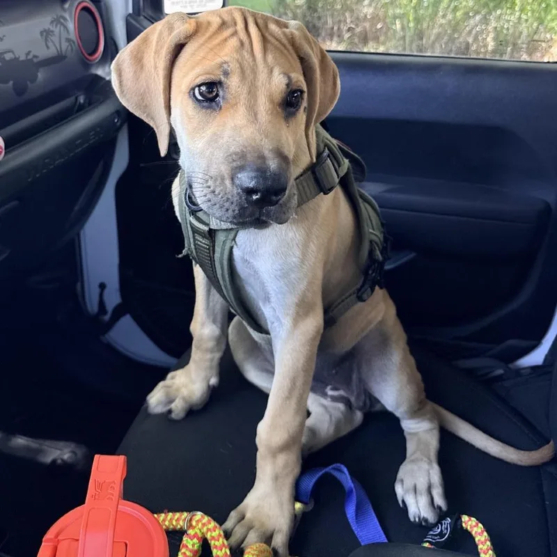 A baby medium-sized female Yellow / Tan / Blond / Fawn Great Dane dog named Clarabelle for adoption in Pasadena , MD