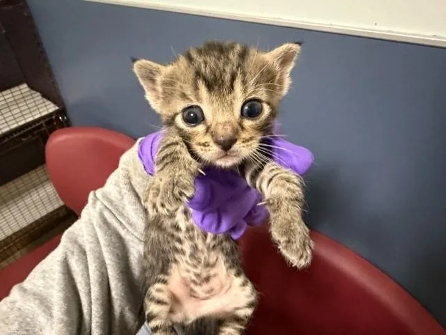A baby small-sized female Domestic Short Hair cat named Esmeralda for adoption in Miami, FL