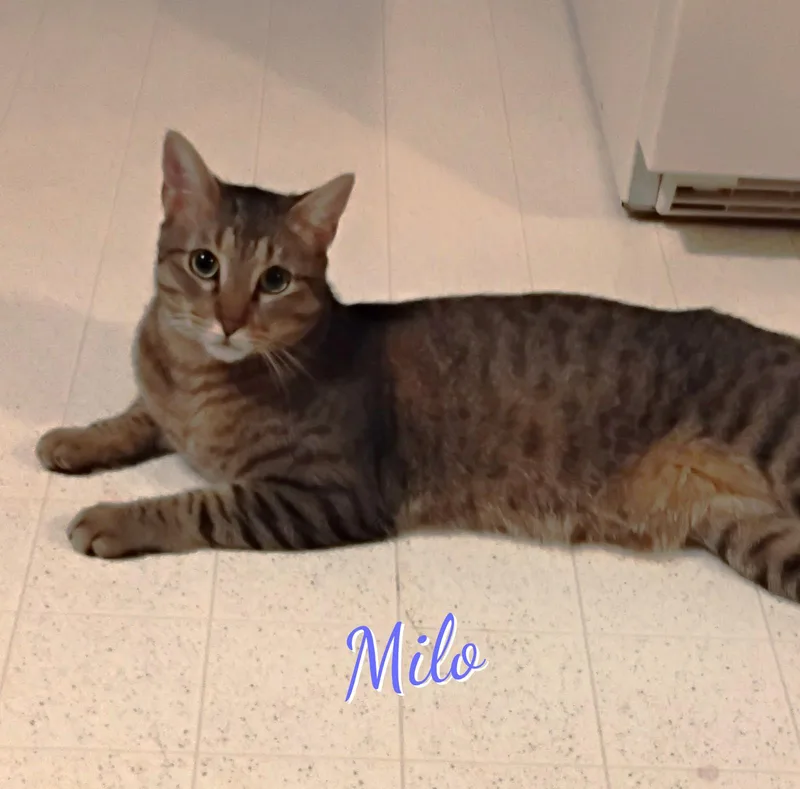 A young medium-sized male Tabby cat named Milo loveydovey for adoption in Houston, TX