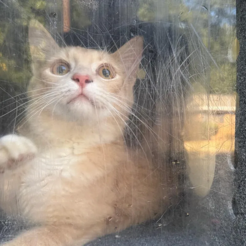 A young medium-sized male Domestic Medium Hair cat named Fluffy for adoption in Birmingham, AL