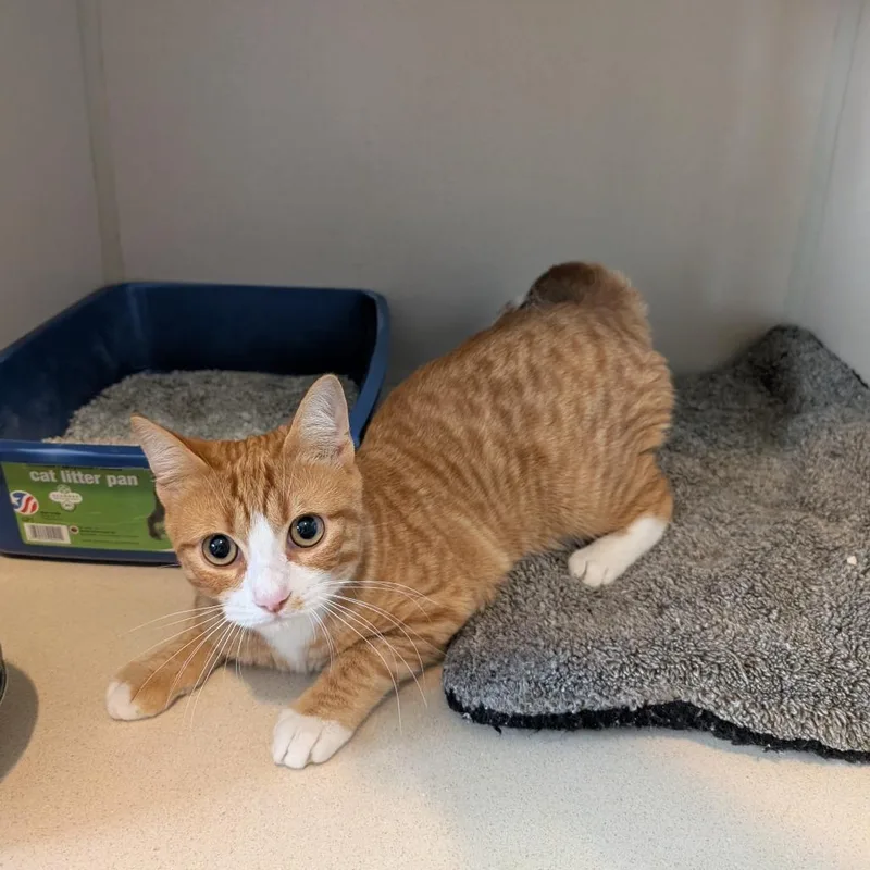 A young medium-sized male Orange / Red Domestic Short Hair cat named Rudy for adoption in Calverton, NY