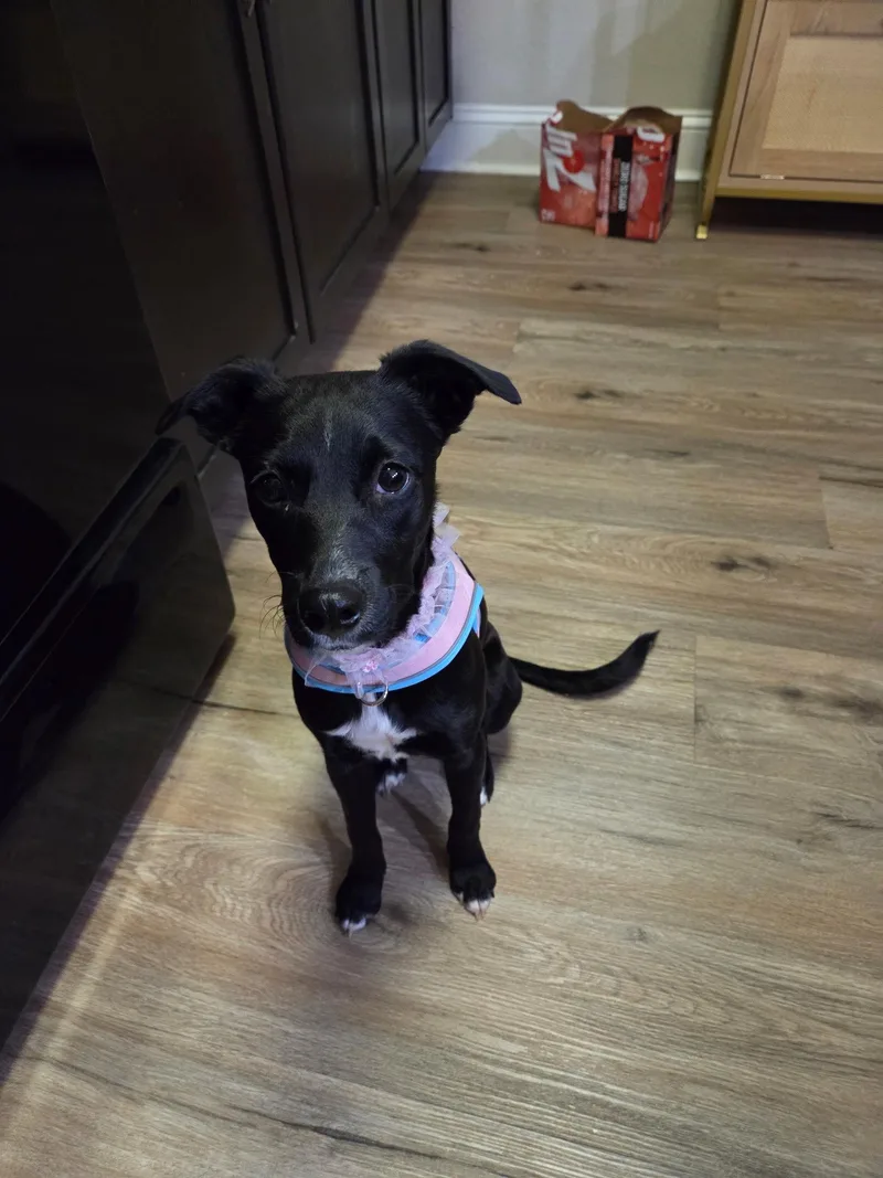 A young small-sized female Retriever dog named Georgiana for adoption in Virginia Beach, VA