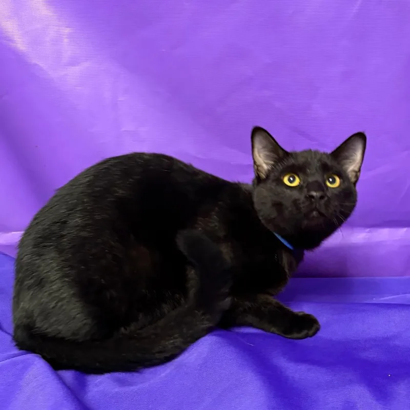 A young medium-sized male Domestic Short Hair cat named Kipper for adoption in North Myrtle Beach, SC