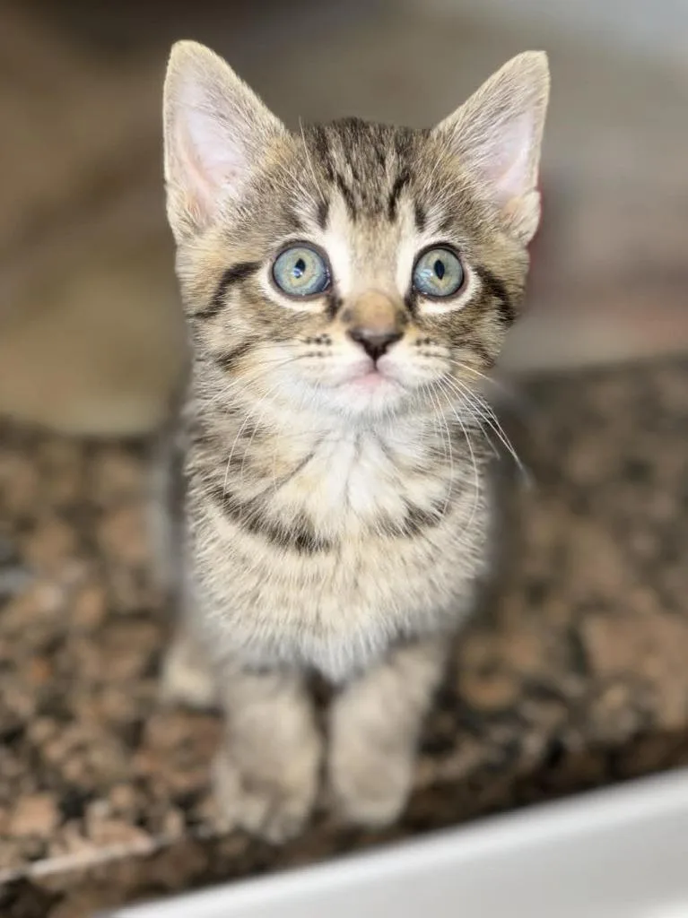 A baby small-sized male Domestic Short Hair cat named Jim Beam for adoption in Orlando, FL