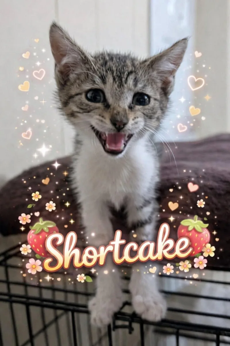 Shortcake