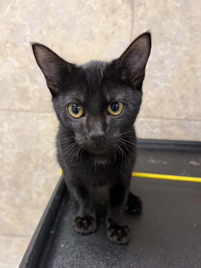 A young medium-sized male Domestic Short Hair cat named Goodboi for adoption in Satellite Beach, FL