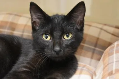 A young medium-sized male Domestic Short Hair cat named Brewster for adoption in Kansas City, MO