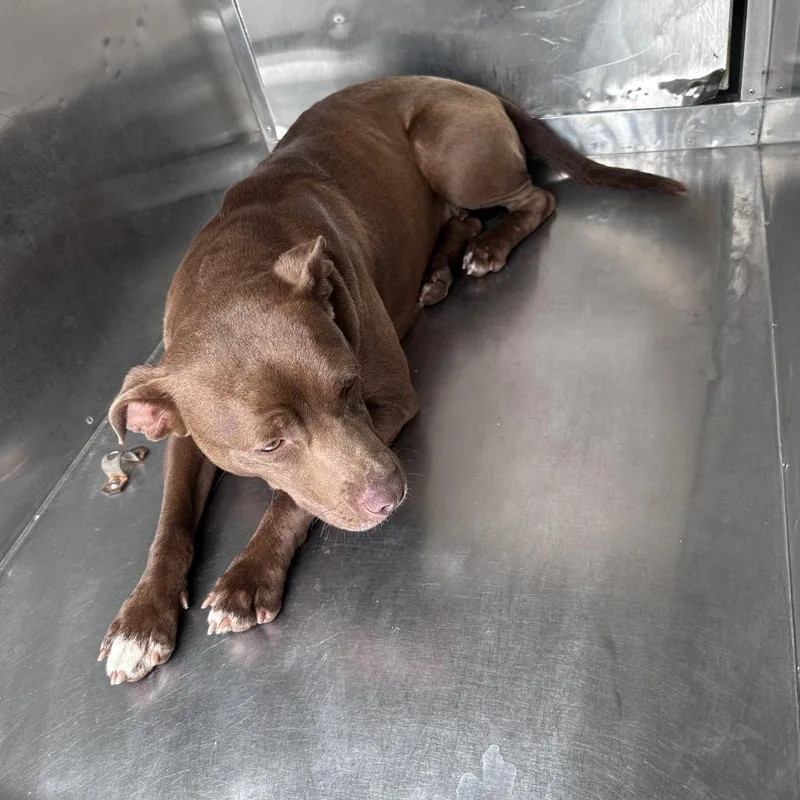 An adult medium-sized female Brown / Chocolate Mixed Breed dog named Milky Way for adoption in Columbus, GA