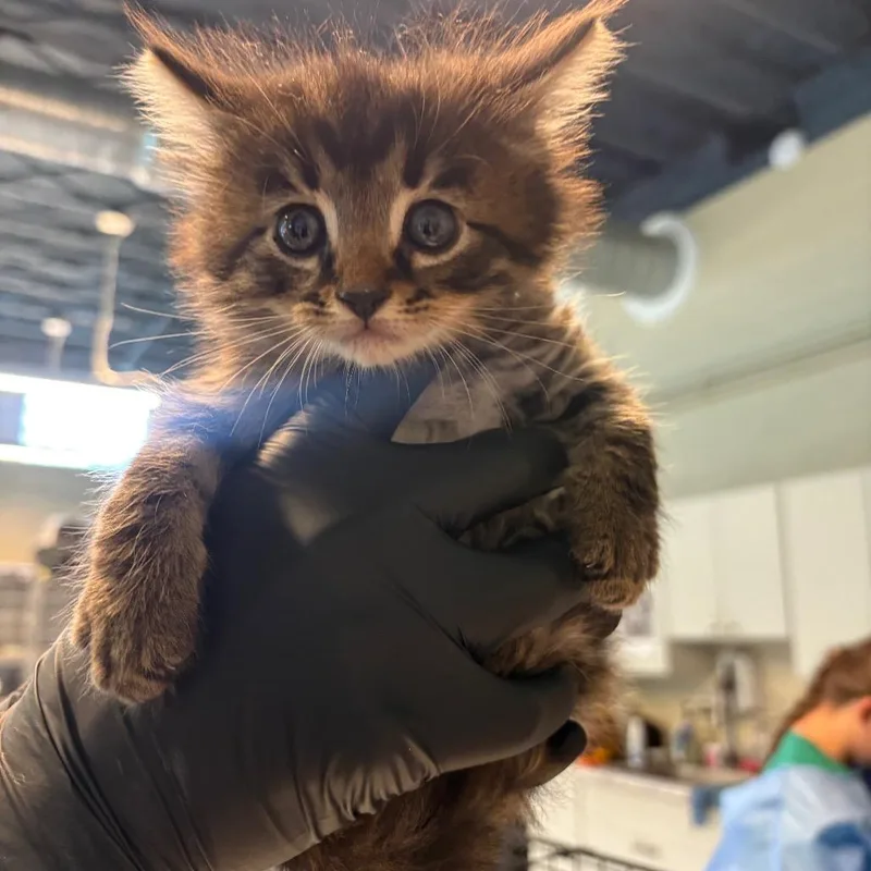 Furball