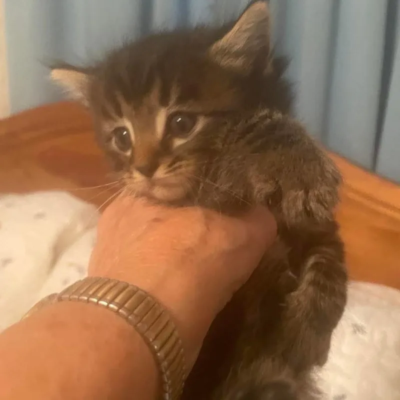 Furball thumbnail 2