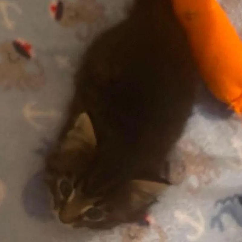 Furball thumbnail 3