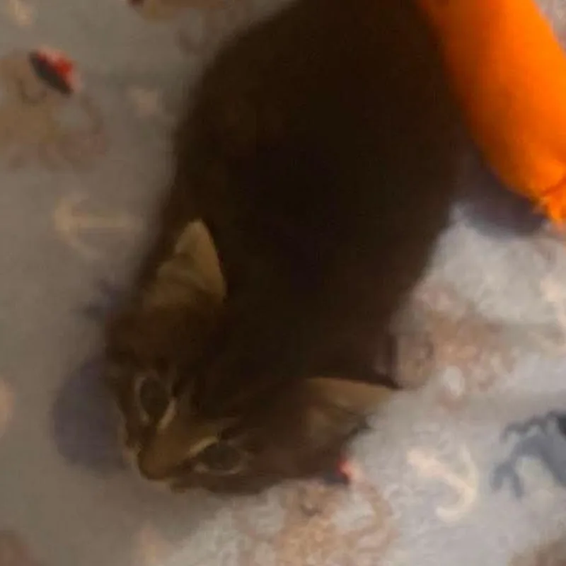 Furball thumbnail 4