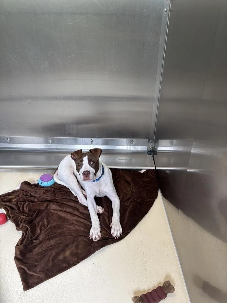 A young medium-sized female Tricolor (Brown, Black, & White) Terrier dog named Suzy Cute for adoption in Kalamazoo, MI