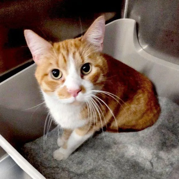 An adult large-sized male Tabby (Orange / Red) Tabby cat named Mochi for adoption in Henderson, NV