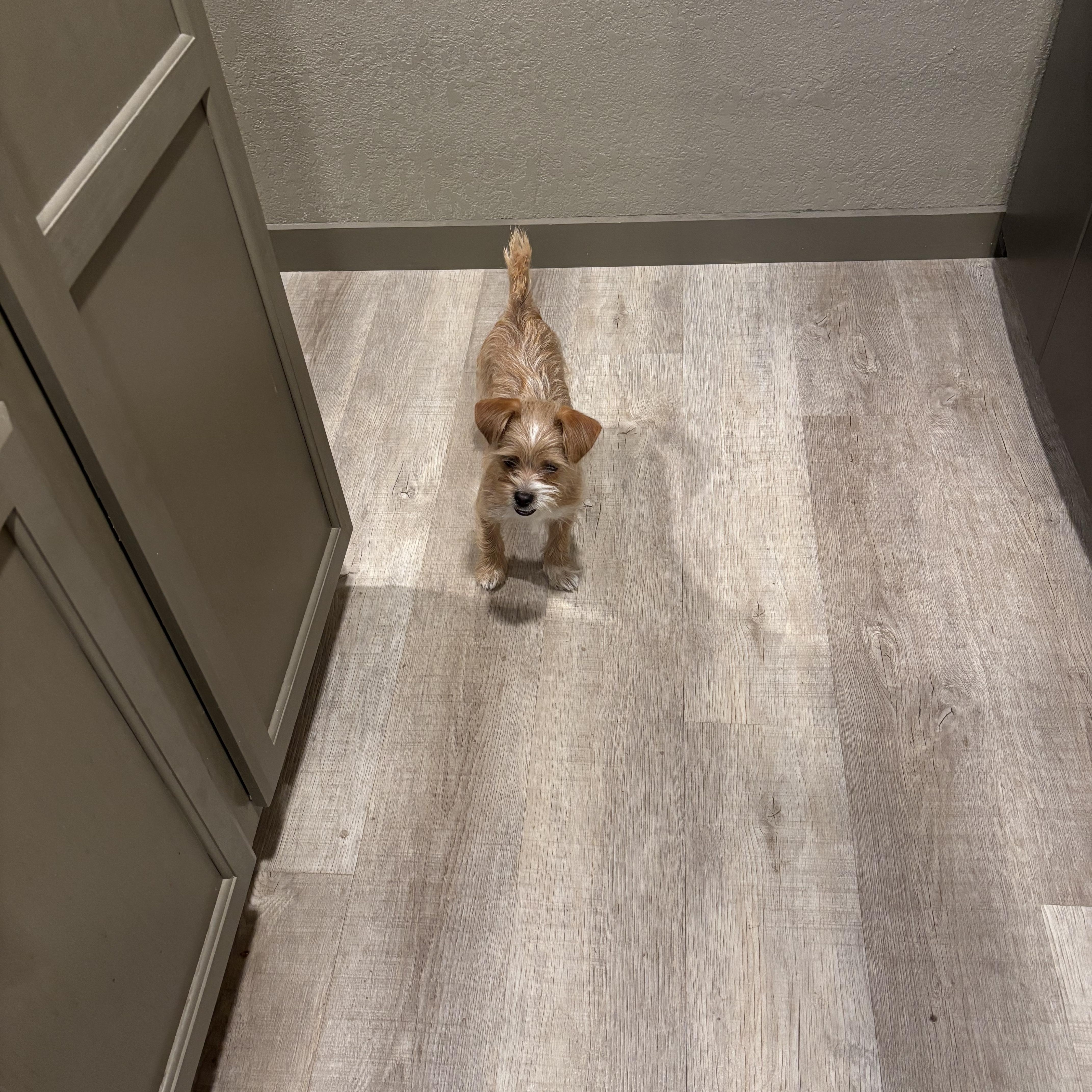 A baby small-sized female Shih Tzu dog named Hazel for adoption in Rowlett, TX