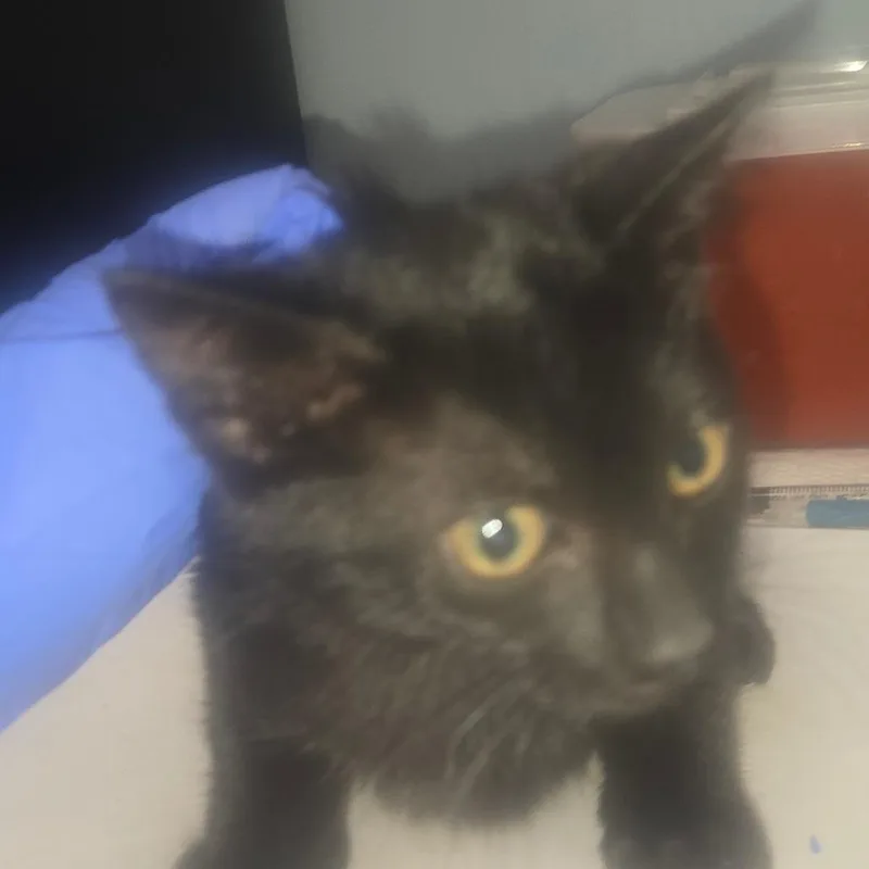 A baby small-sized male Domestic Short Hair cat named Leroy for adoption in Milton, FL