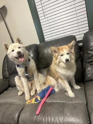 A young medium-sized male Mixed Breed dog named Hijinx for adoption in Westbrook, ME