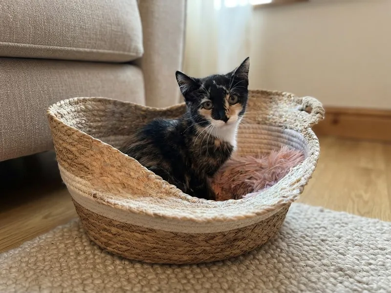 Pippa