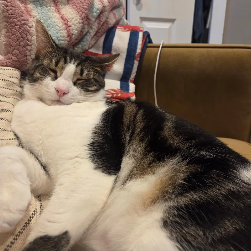 A young large-sized male Domestic Medium Hair cat named Taffy Fire for adoption in Philadelphia, PA