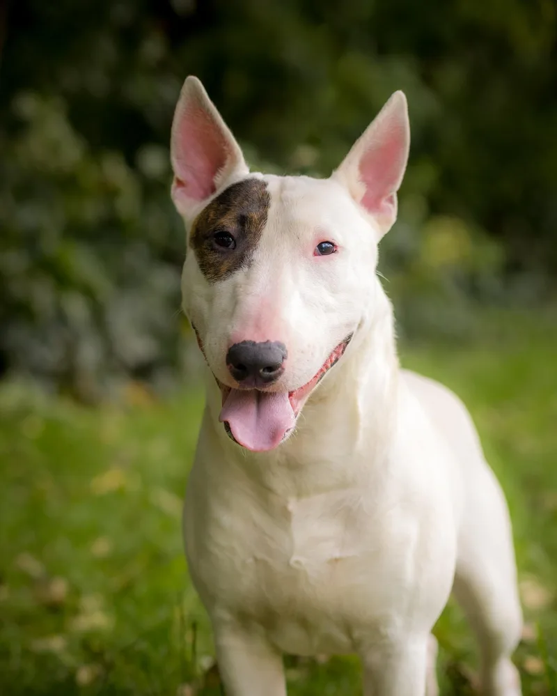 A young medium-sized male White / Cream Bull Terrier dog named Bryce for adoption in Bridgeport, CT