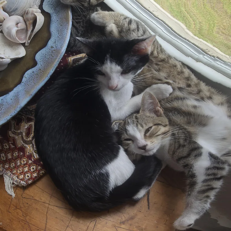 A baby medium-sized male Black & White / Tuxedo Domestic Short Hair cat named Adrian for adoption in Beaufort, SC