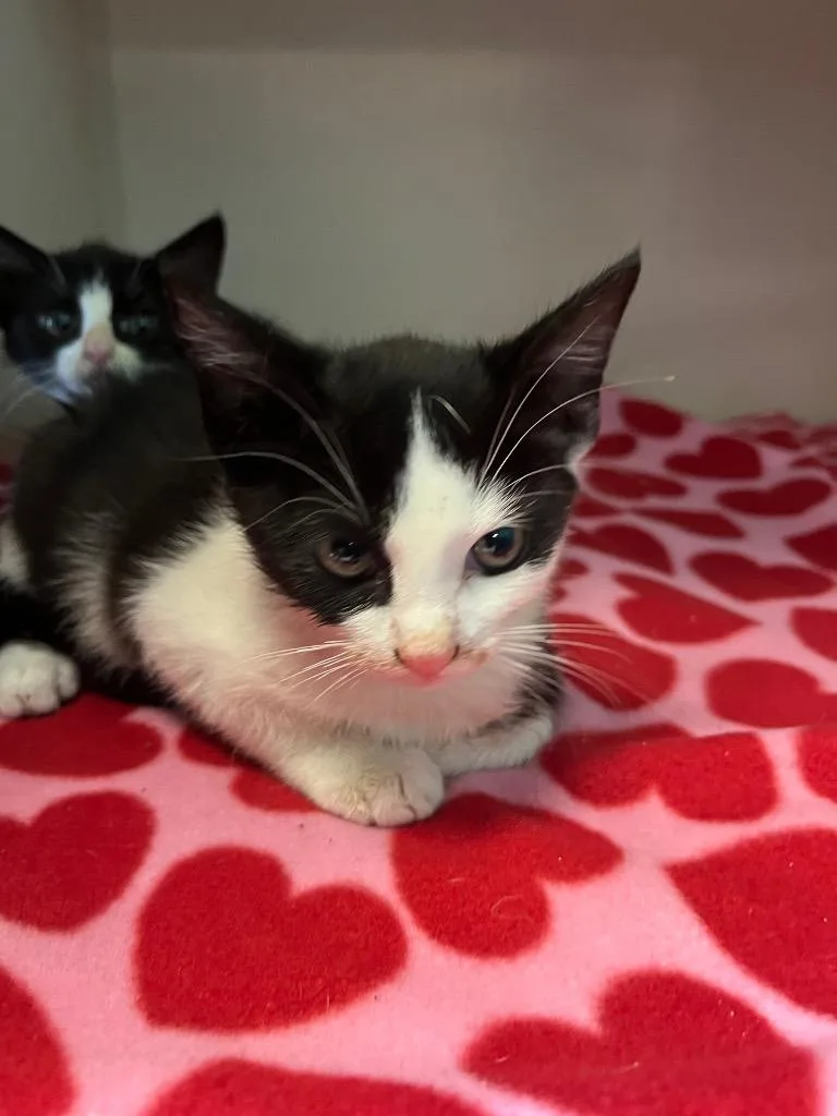 A baby medium-sized male Domestic Short Hair cat named Macho for adoption in Morgantown, KY
