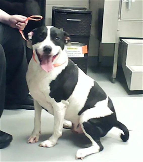 An adult small-sized male Pit Bull Terrier dog named Rascal for adoption in Fayetteville, NC