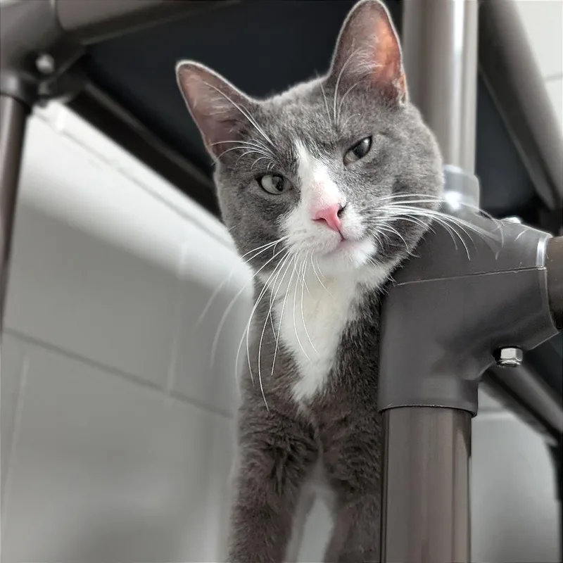A young medium-sized male Gray / Blue / Silver Domestic Short Hair cat named Tippy for adoption in Brookfield, WI