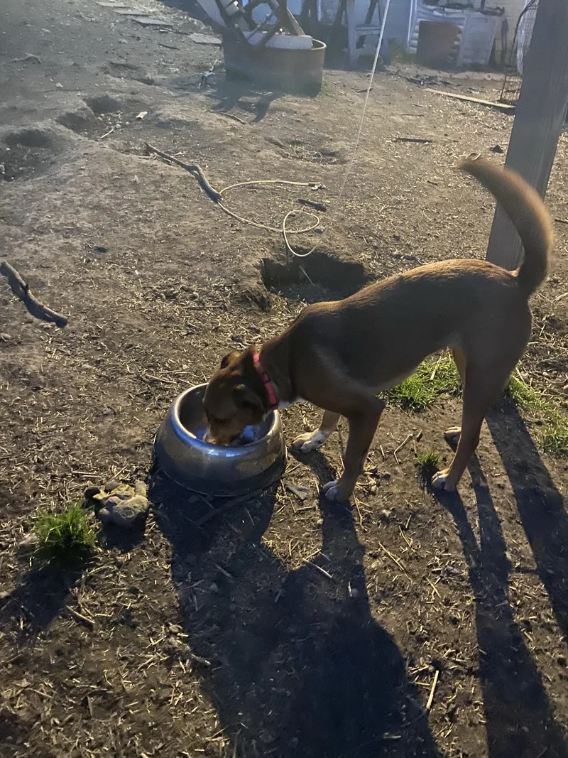 A young medium-sized female Golden Collie dog named Nyla for adoption in New Kensington, PA