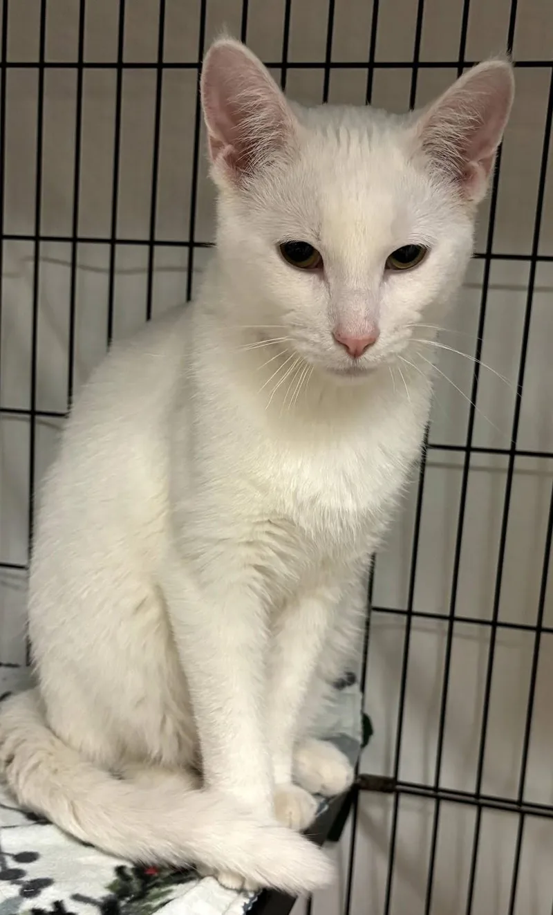 A young medium-sized male White Domestic Short Hair cat named Alfredo for adoption in Milwaukee, WI