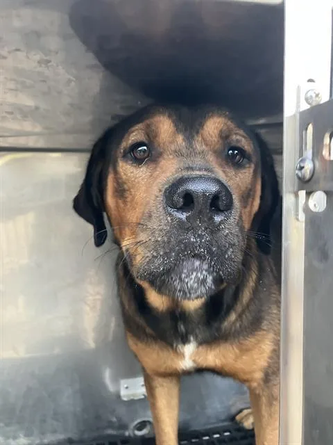 A young large-sized female Mixed Breed dog named Raya for adoption in Dallas, TX